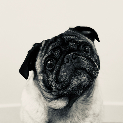 Doug Doug